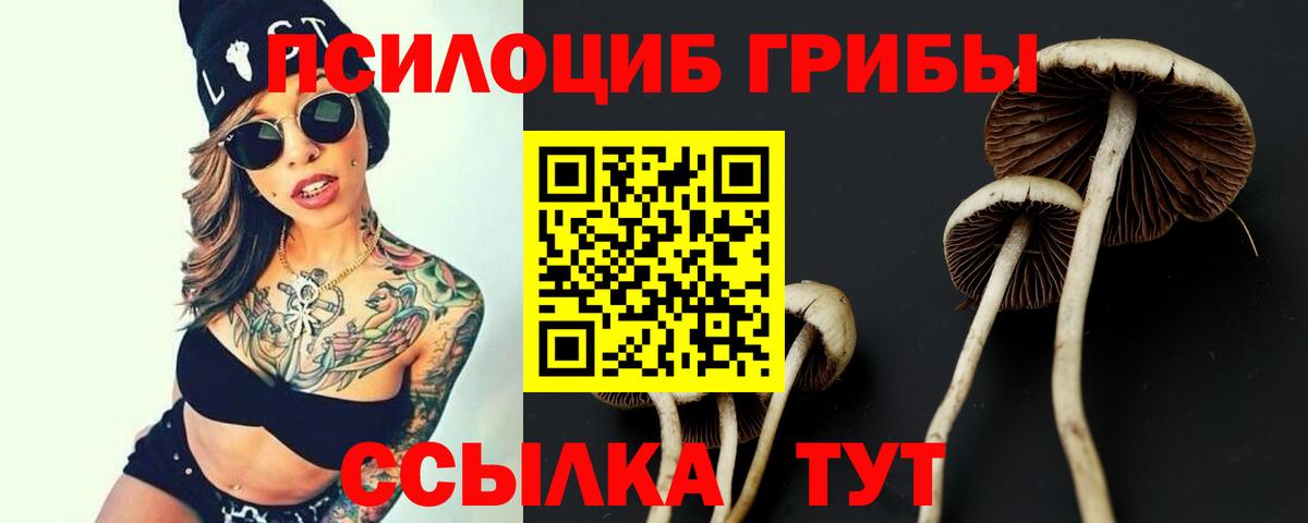 Звенигород  Галлюциногенные грибы Psilocybe  Вход с VPN  Псилоцибиновые грибы Psilocybe 